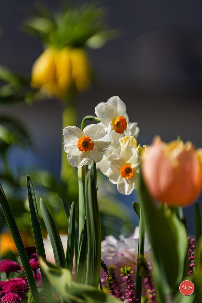 TEST ::: Sony Alpha 7 V (ILCE-7M5) 70-200mm f/2.8 GM II OSS. Photographe à Strasbourg | Portraits, Studio, Enfants, Événements