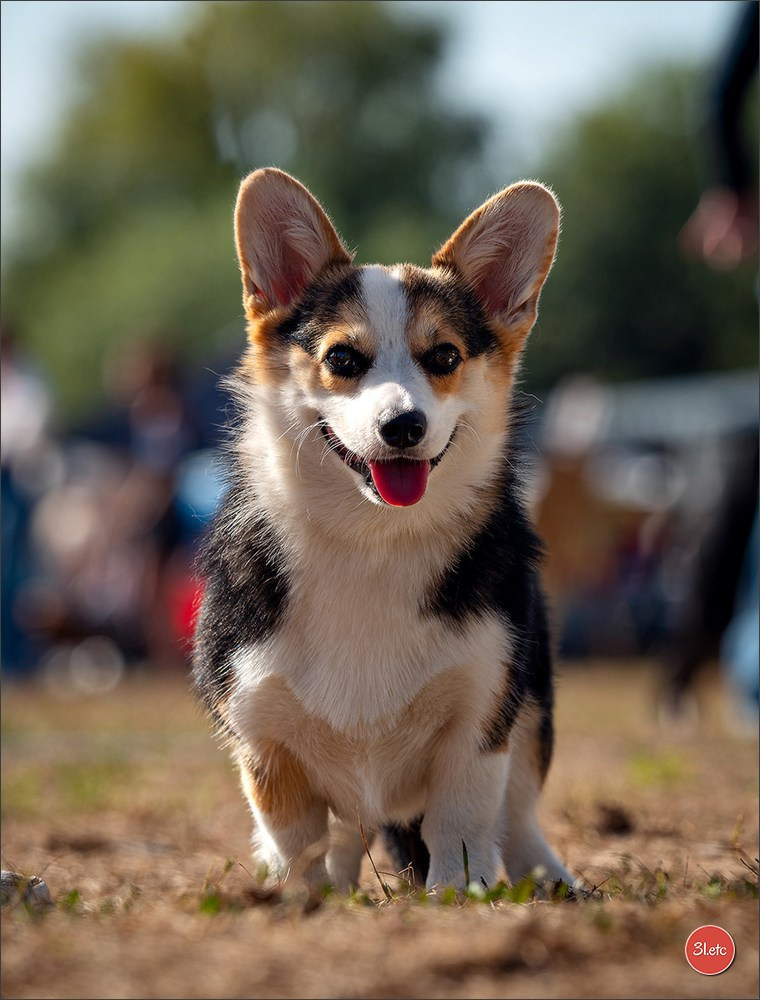 Photographie animalière. Photographe à Strasbourg | Portraits, Studio, Enfants, Événements