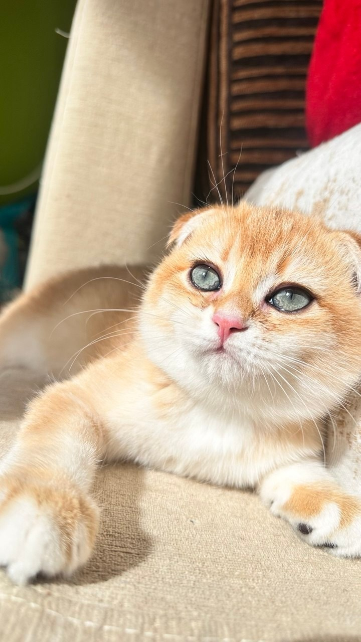 Scottish Fold kitten from DreamCatFold cattery in Greece
