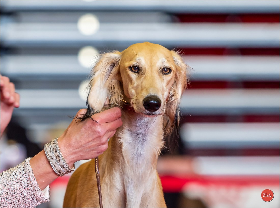 Exposition Canine à  Margny-lès-Compiègne 14-15/09/2024. Photographe à Strasbourg | Portraits, Studio, Enfants, Événements