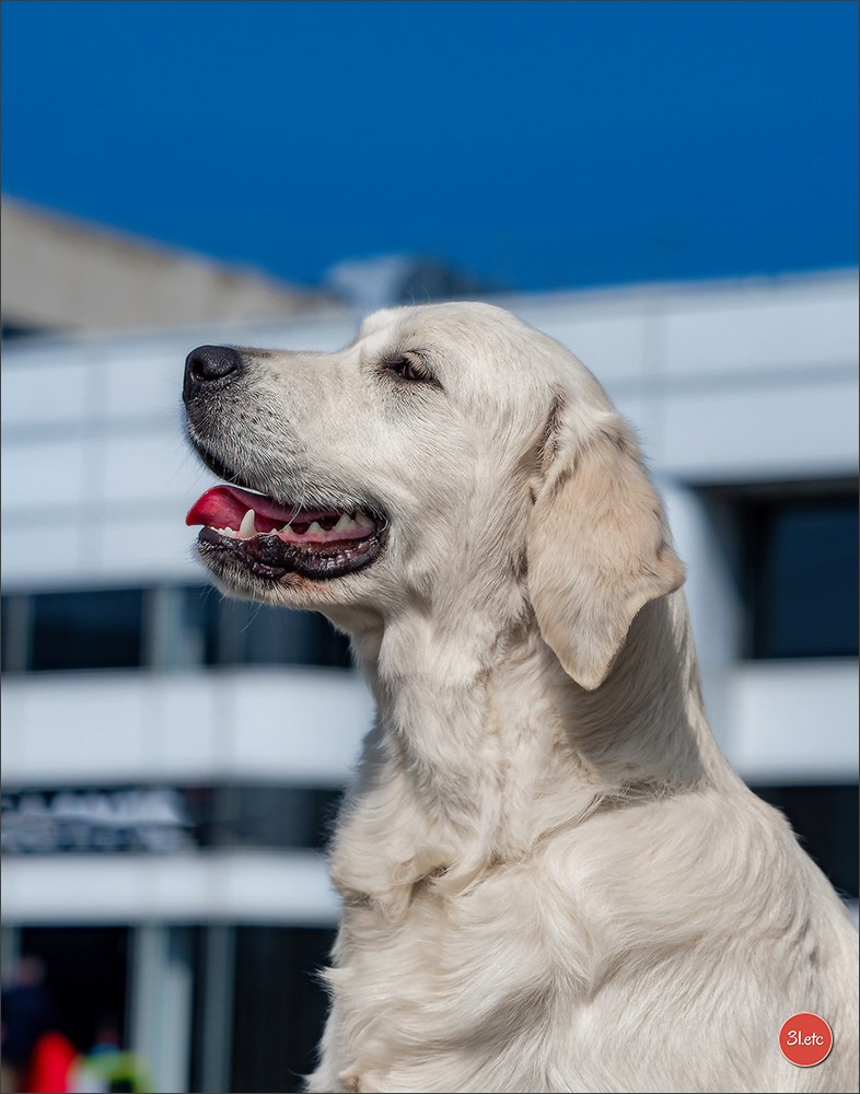 🇫🇷  Angers  🇫🇷  Expo canine  21-22/03/2026. Photographe à Strasbourg | Portraits, Studio, Enfants, Événements