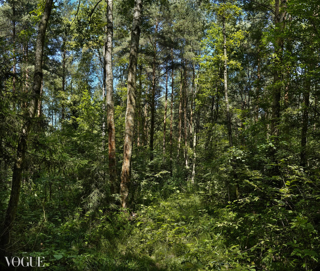 Сказка подмосковного леса. Суть фотографии в стиле изобразительного искусства