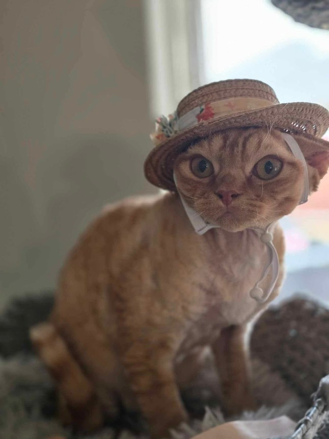 Dorito, boy, born on 06.06.24 SOLD. Devon Rex Pixie Cattery