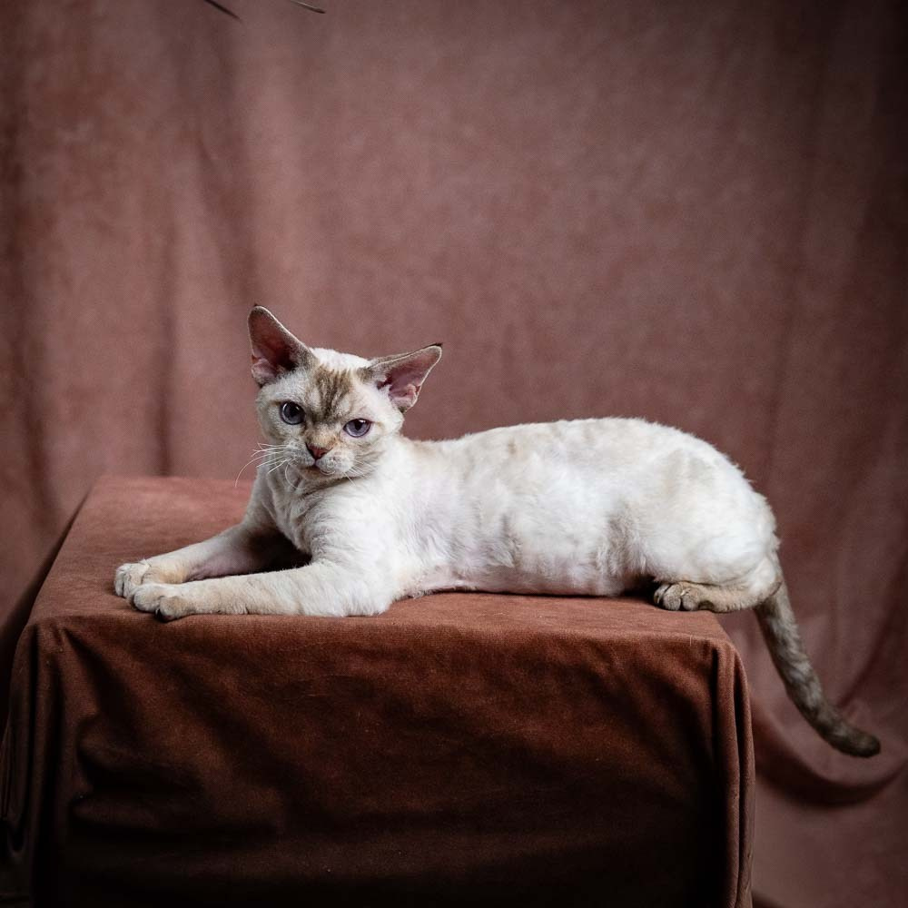 Flynn. Devon Rex Pixie Cattery