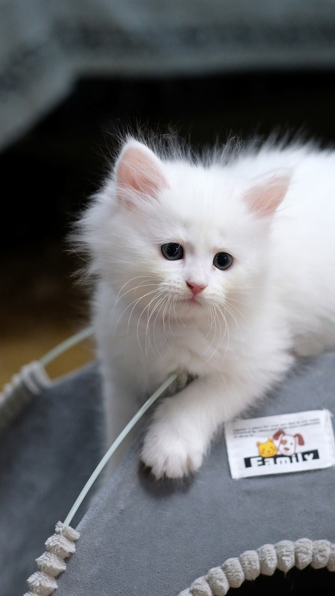 N-Aquila. SIBERIALIS: Katzenzucht von Sibirischen und Neva Masquarade Katzen