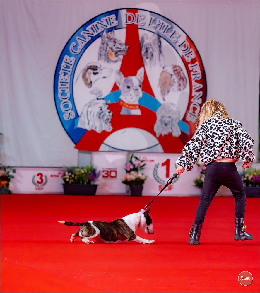 PDS  🇫🇷  Paris Dog Show  🇫🇷  Expo canine  10-11/01/2026. Photographe à Strasbourg | Portraits, Studio, Enfants, Événements