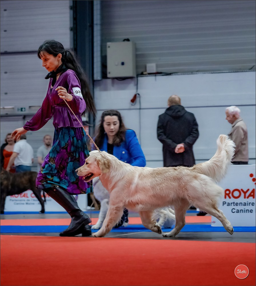 🇫🇷  Angers  🇫🇷  Expo canine  21-22/03/2026. Photographe à Strasbourg | Portraits, Studio, Enfants, Événements