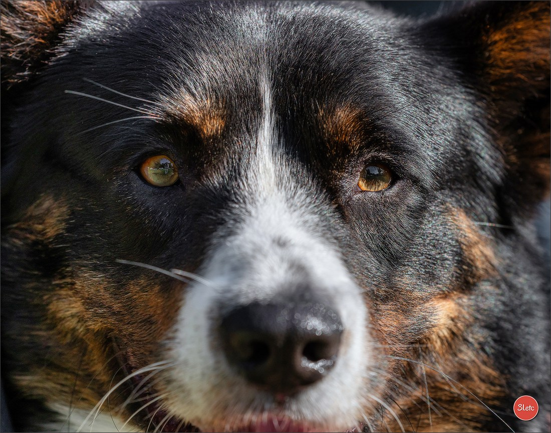 🇫🇷 Romorantin - Exposition Canine Nationale. Photographe à Strasbourg | Portraits, Studio, Enfants, Événements