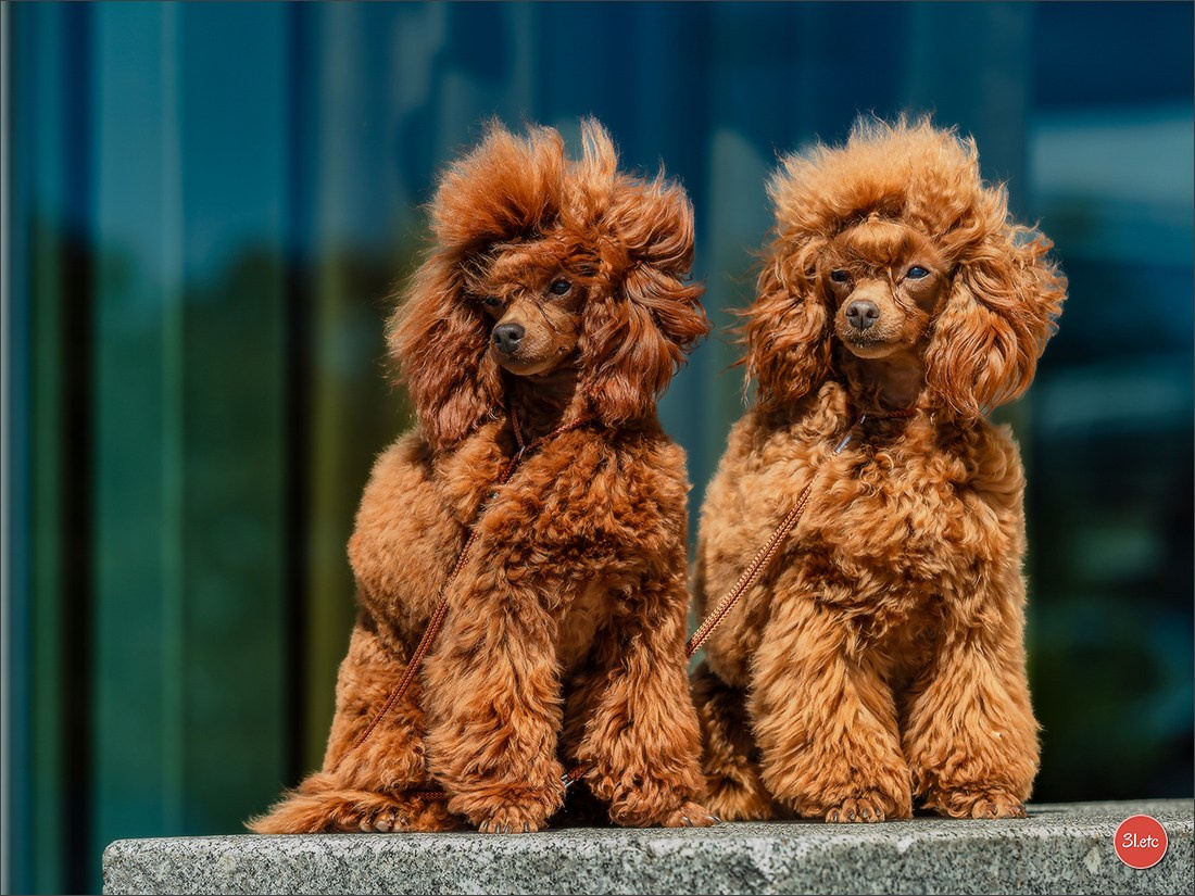 Expo canine   🇫🇷   Mulhouse 5-6/04/2025. Photographe à Strasbourg | Portraits, Studio, Enfants, Événements