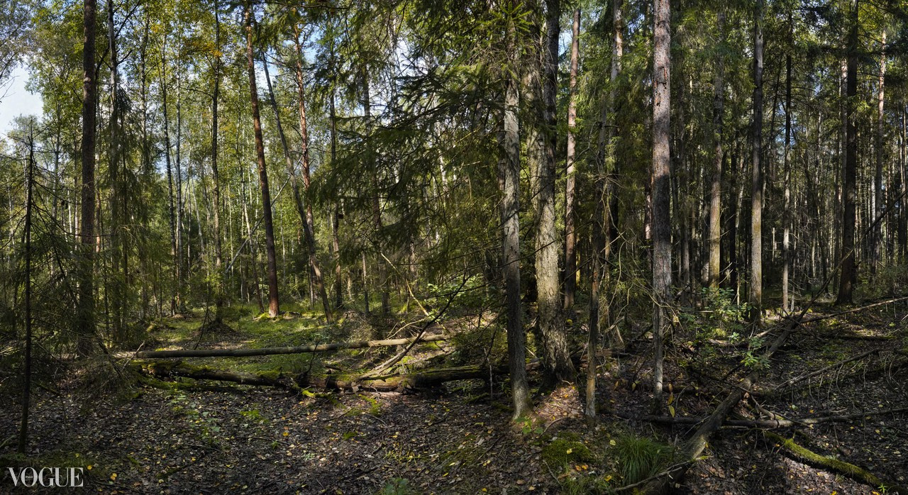 Сказка подмосковного леса. Суть фотографии в стиле изобразительного искусства