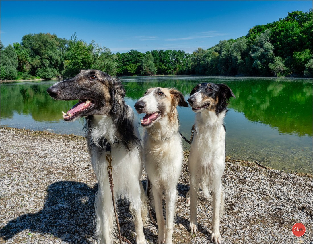 Photographie animalière. Photographe à Strasbourg | Portraits, Studio, Enfants, Événements