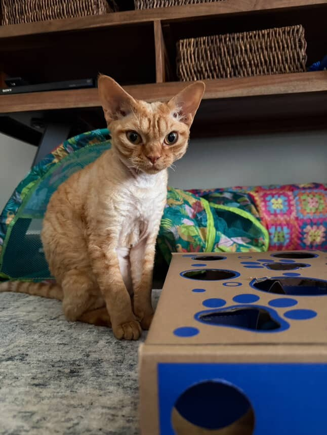 Dorito, boy, born on 06.06.24 SOLD. Devon Rex Pixie Cattery