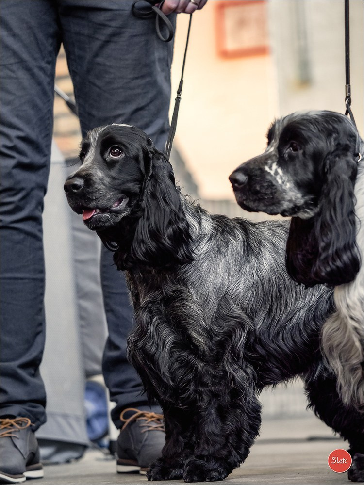 À l'exposition de Mouscron 🇧🇪 #dogshow #dogsphotography #expocanine #photopets #pets #dogs #aminalier #animals #mouscron #mouscron2025. Photographe à Strasbourg | Portraits, Studio, Enfants, Événements