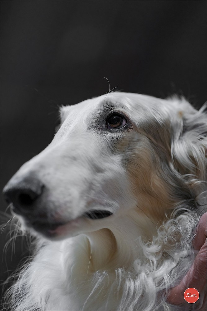 🇱🇺 LUXEMBOURG 🇱🇺 International Dog Show 4-5/04/2026. Photographe à Strasbourg | Portraits, Studio, Enfants, Événements