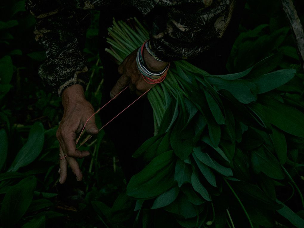 The ramson pickers in the Altai. Egor Borie