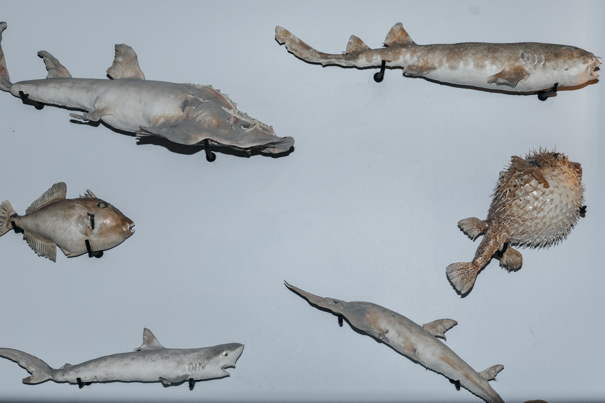 Свадьба Пафос