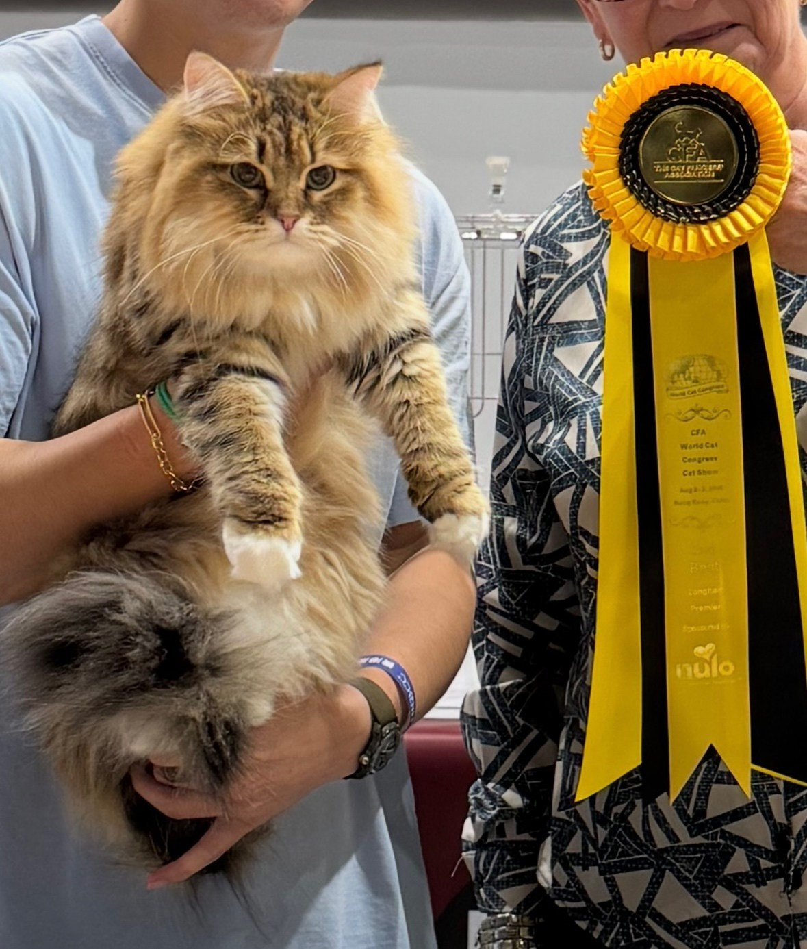 🥇 Show Grand! Thanks to the owner of Brigitte for showing her perfectly last weekend!She was the youngest Siberian female in Champion class. I am also very grateful to this owner of my two kittens, both of whom are 1 Show Grand each.