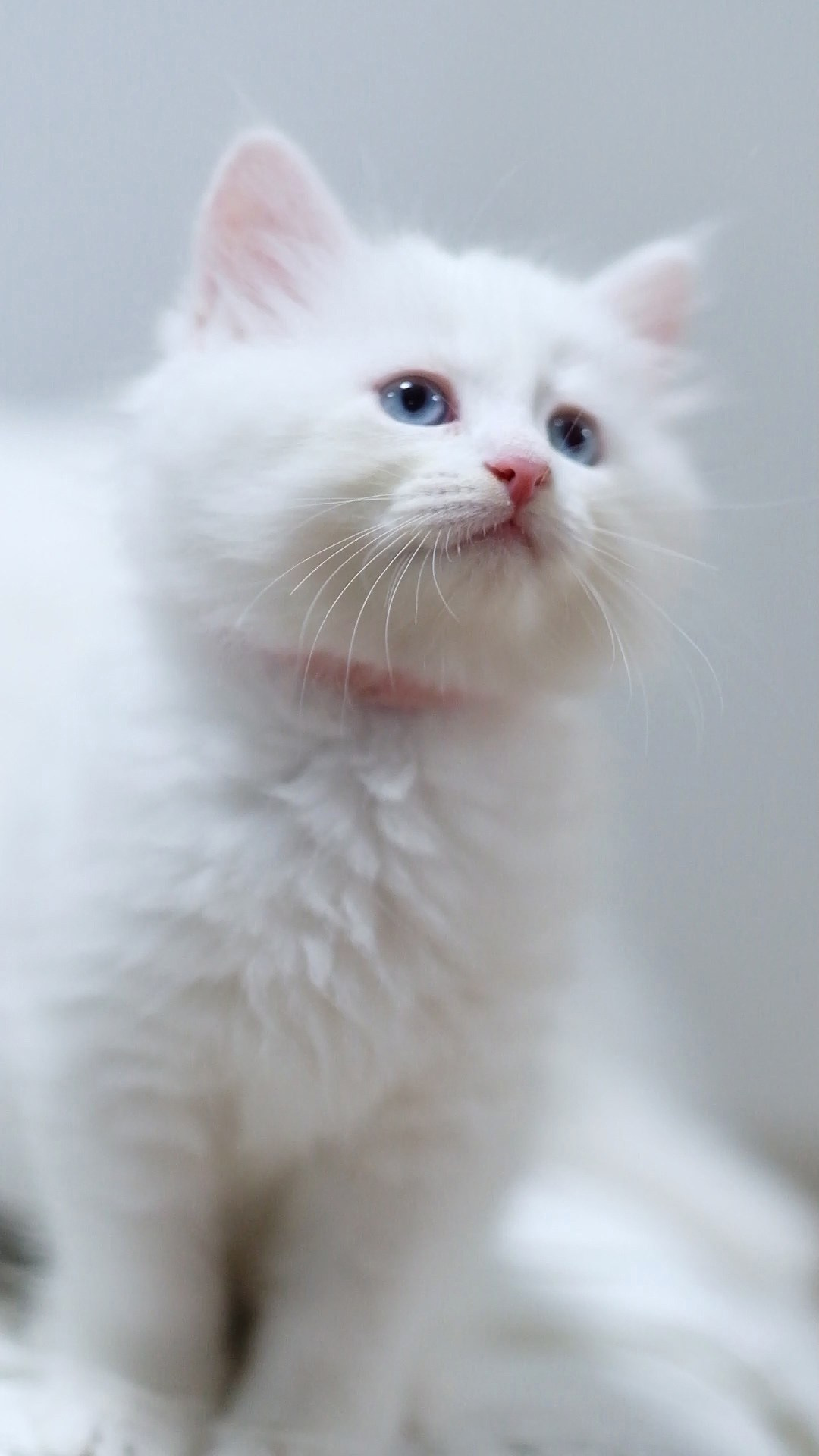 N-Arktur. SIBERIALIS: Katzenzucht von Sibirischen und Neva Masquarade Katzen
