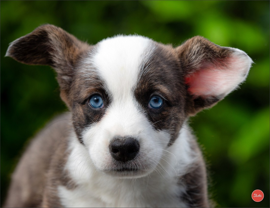 Photographie animalière. Photographe à Strasbourg | Portraits, Studio, Enfants, Événements