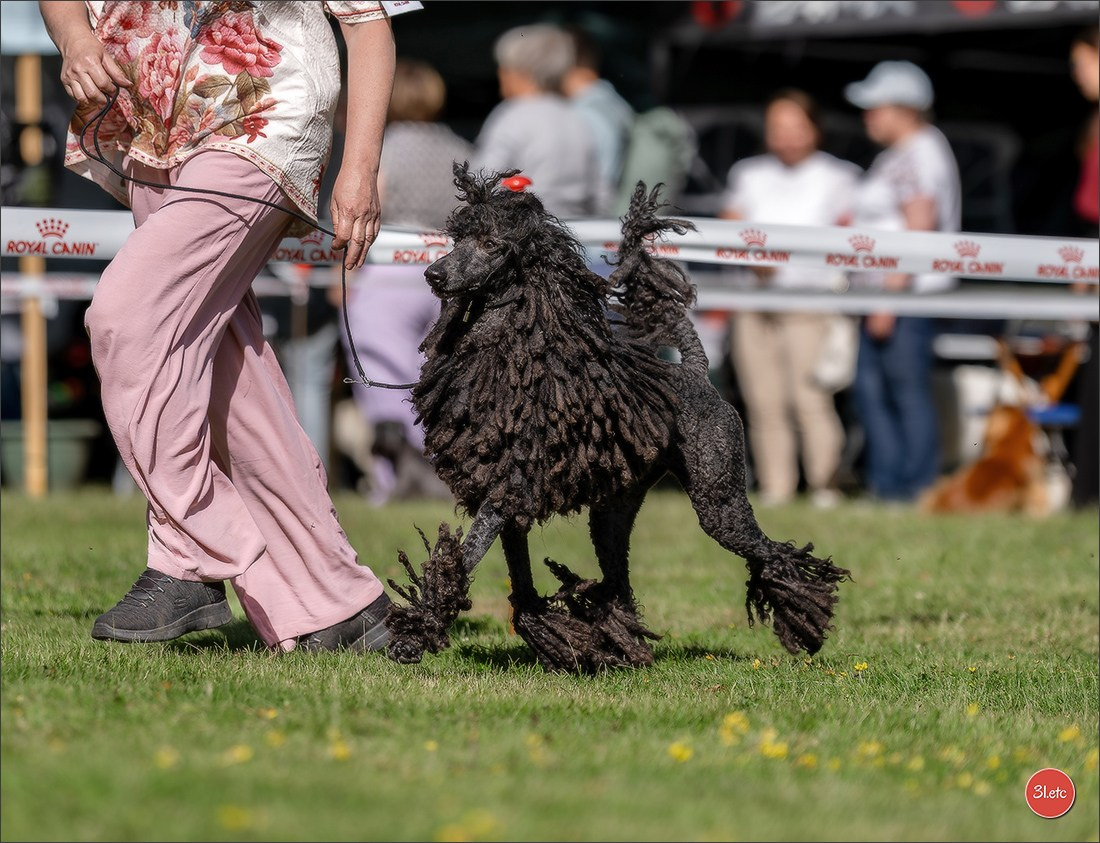 🇫🇷  CHARTRES  🇫🇷  2026  🇫🇷  Exposition Canine Nationale - Château des Boulard