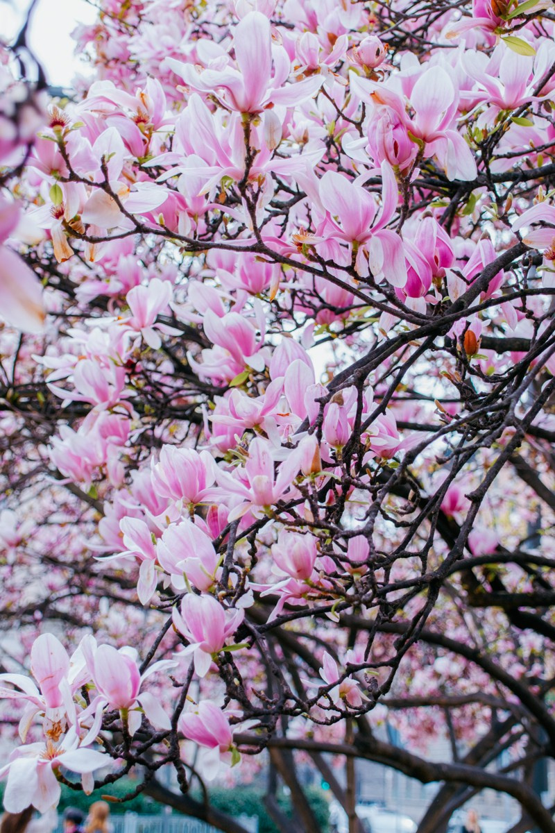 Magnolia. Anastasiia Buchinskaia Fotografa Milano