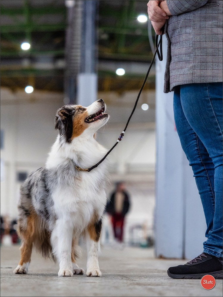 EXPOSITION CANINE NATIONALE ET INTERNATIONALE DE METZ (ACT LORRAINE) METZ (57) - 09 & 10/11/2024. Photographe à Strasbourg | Portraits, Studio, Enfants, Événements