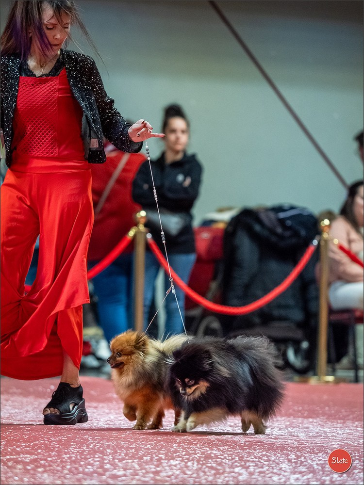 Expo canine 🇫🇷 Martigues  19-20/04/2025. Photographe à Strasbourg | Portraits, Studio, Enfants, Événements