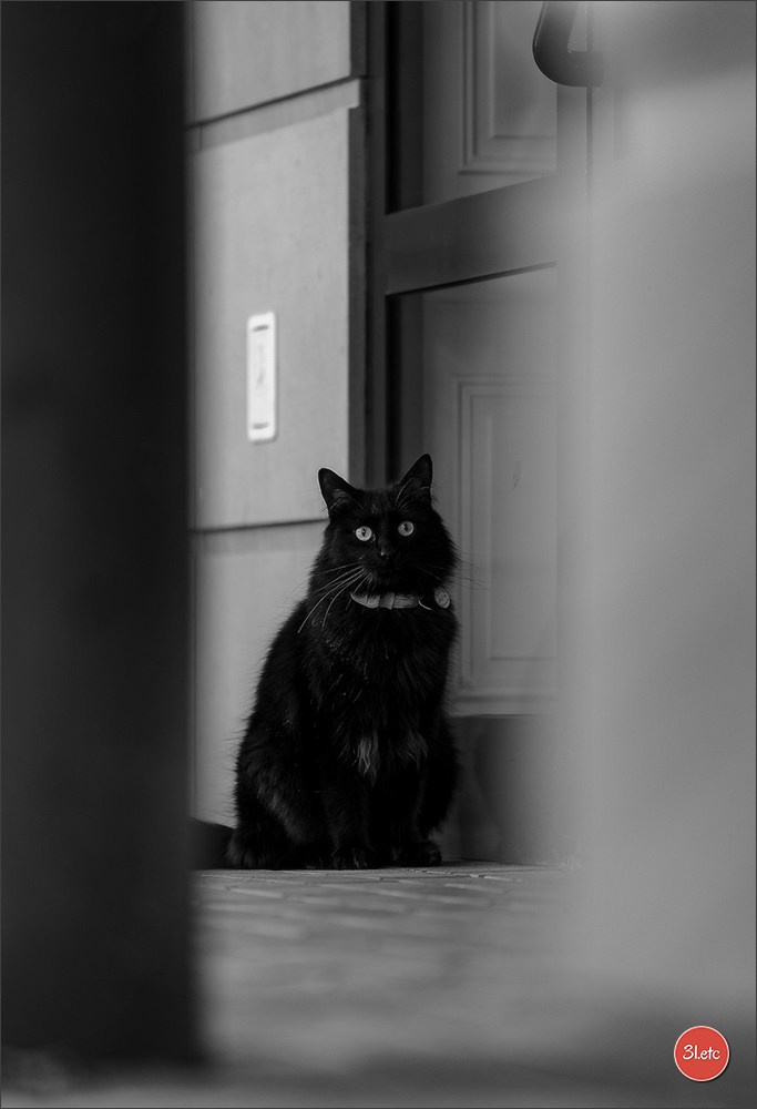 TEST ::: Sony Alpha 7 V (ILCE-7M5) 70-200mm f/2.8 GM II OSS. Photographe à Strasbourg | Portraits, Studio, Enfants, Événements