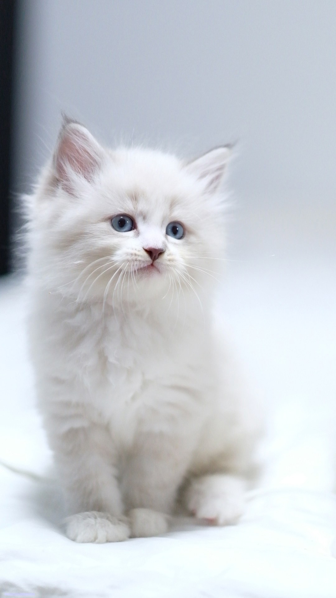 N-Antares. SIBERIALIS: Katzenzucht von Sibirischen und Neva Masquarade Katzen
