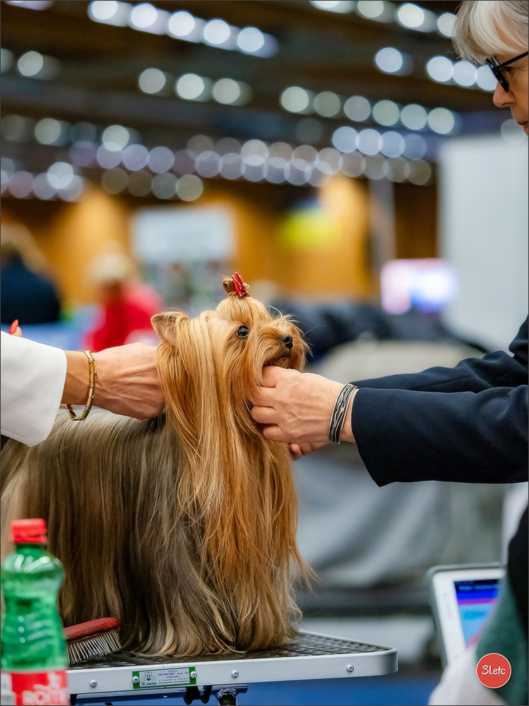 Dog Show WELS   🇦🇹  06-07/12/2025. Photographe à Strasbourg | Portraits, Studio, Enfants, Événements