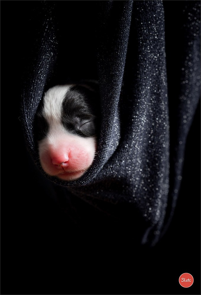 Photographie animalière. Photographe à Strasbourg | Portraits, Studio, Enfants, Événements