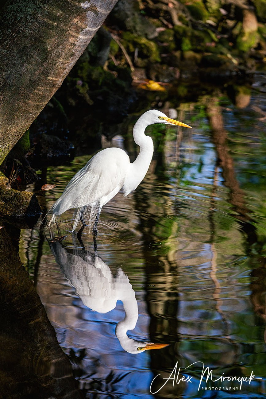 Exploring True Florida: Springs, Rivers & Manatees by Canoe. Pet, Senior, Landscape, portrait studio, photographer in Miami and Sou