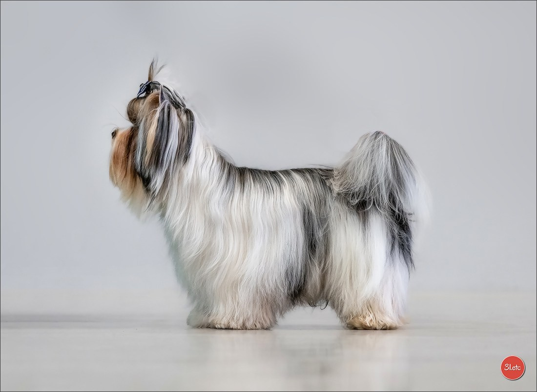 🇫🇷  Chalons en Champagne  🇫🇷  Expo canine  31/01-01/02/2026. Photographe à Strasbourg | Portraits, Studio, Enfants, Événements