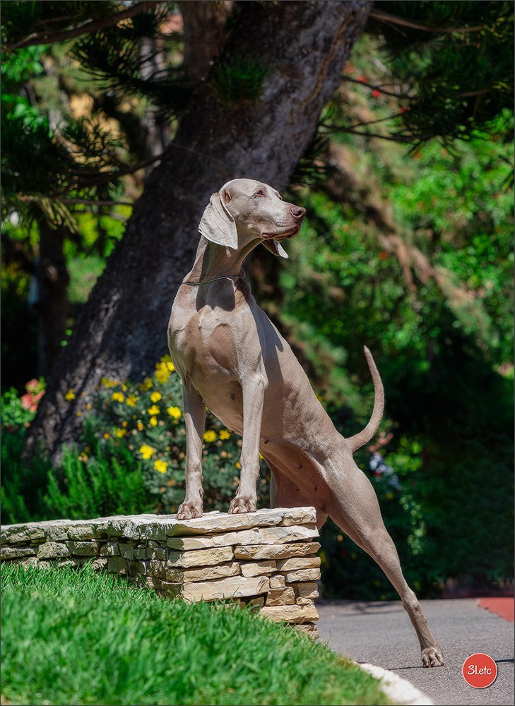 Expo canine 🇲🇨  Monaco 10-11/05/2025. Photographe à Strasbourg | Portraits, Studio, Enfants, Événements