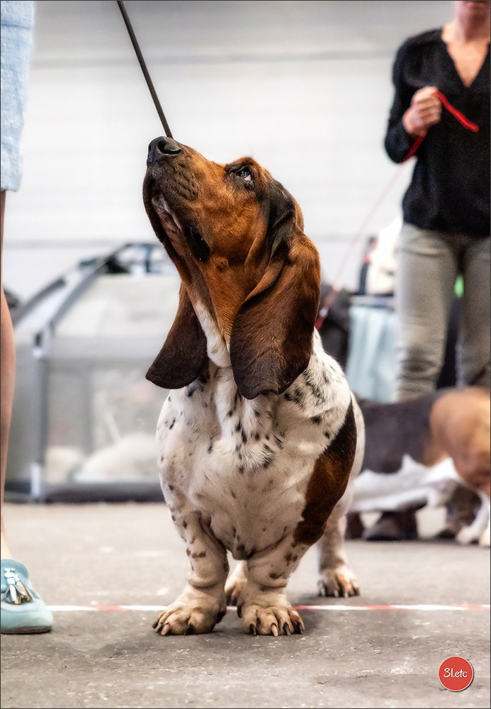 🇨🇭 Geneva Dog Show 15-17/11/2024. Photographe à Strasbourg | Portraits, Studio, Enfants, Événements
