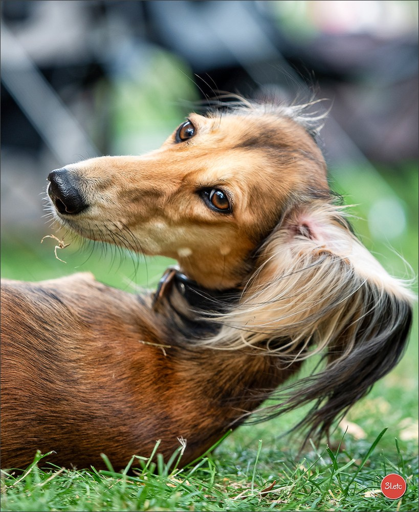 Dog Show Ludwigshafen  🇩🇪  16-17/08/2025. Photographe à Strasbourg | Portraits, Studio, Enfants, Événements