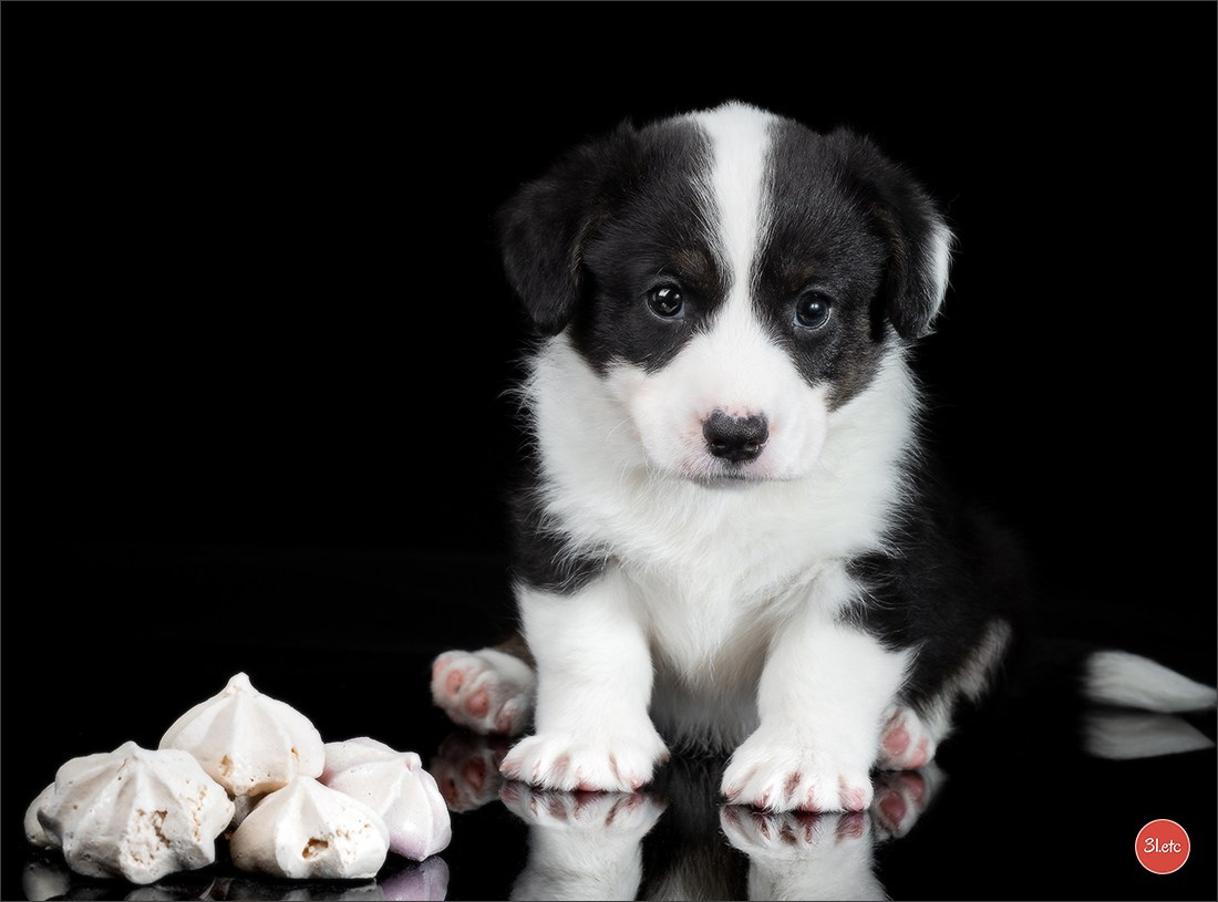 Photographie animalière. Photographe à Strasbourg | Portraits, Studio, Enfants, Événements