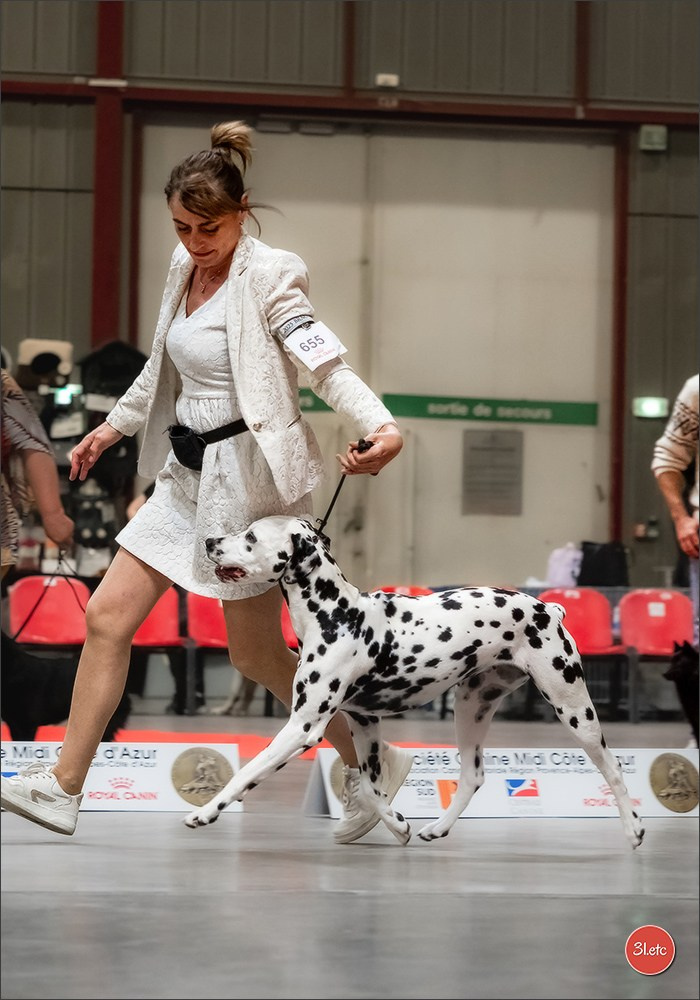 Expo canine 🇫🇷 Martigues  19-20/04/2025. Photographe à Strasbourg | Portraits, Studio, Enfants, Événements