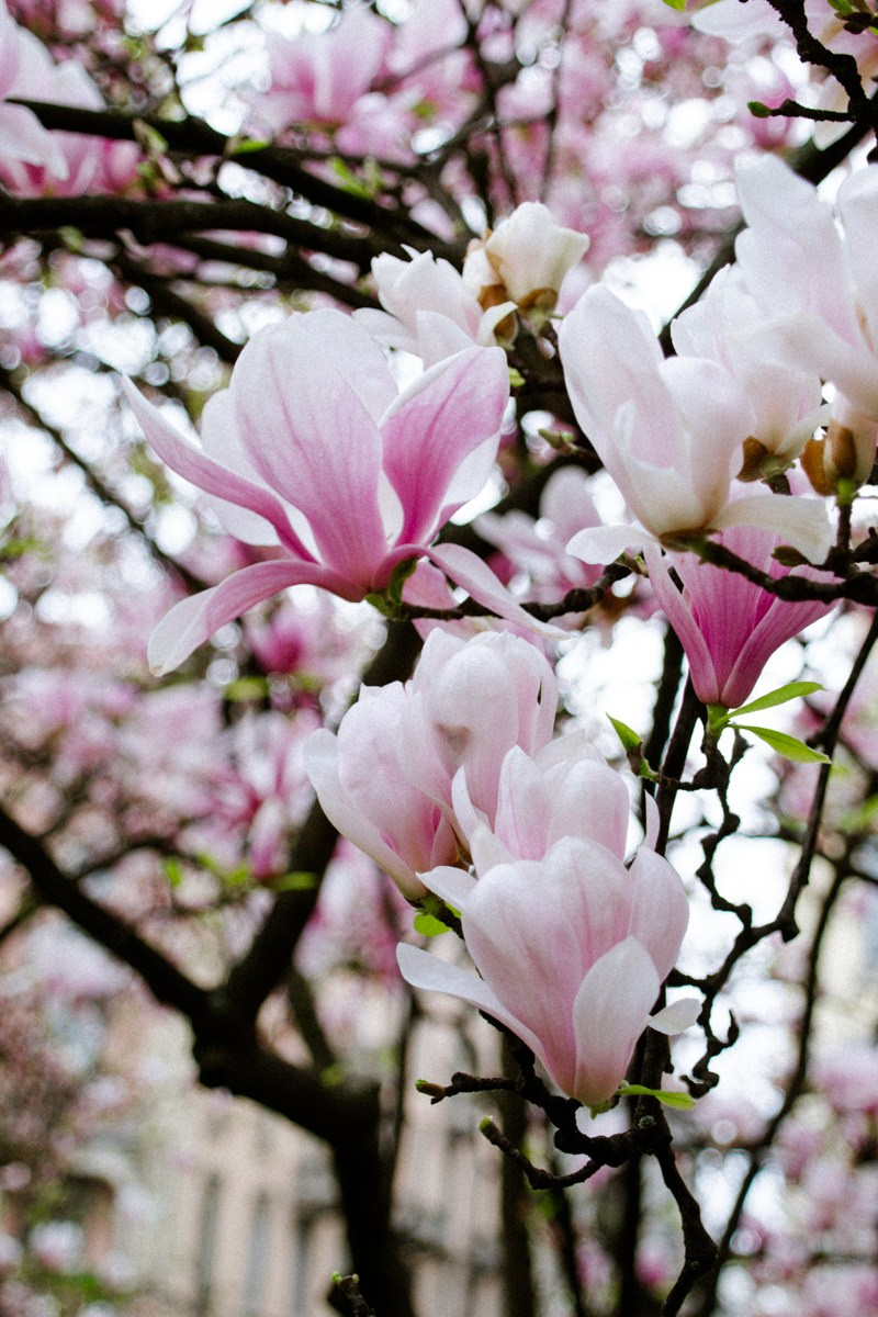 Magnolia. Anastasiia Buchinskaia Fotografa Milano