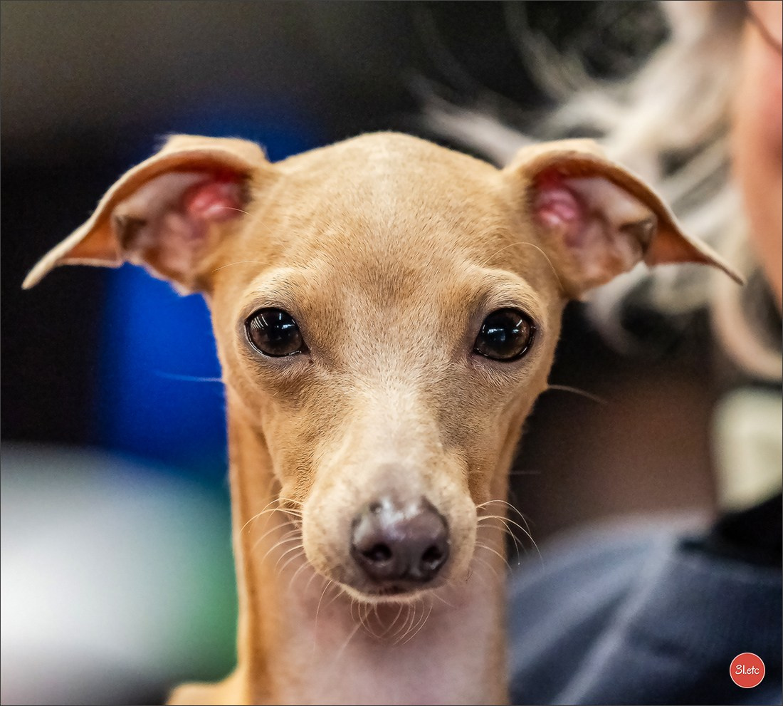 🇫🇷Exposition Canine Internationale de Perpignan. Photographe à Strasbourg | Portraits, Studio, Enfants, Événements