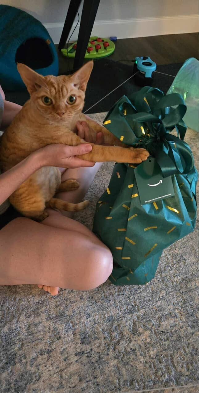 Dorito, boy, born on 06.06.24 SOLD. Devon Rex Pixie Cattery