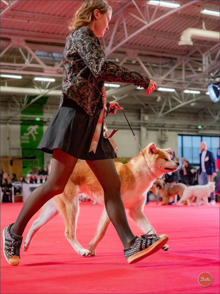 PDS  🇫🇷  Paris Dog Show  🇫🇷  Expo canine  10-11/01/2026. Photographe à Strasbourg | Portraits, Studio, Enfants, Événements