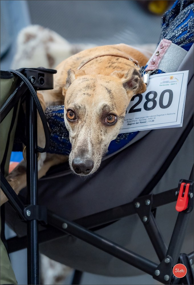 Dog Show Karlsruhe 🇩🇪  29-30/11/2025. Photographe à Strasbourg | Portraits, Studio, Enfants, Événements