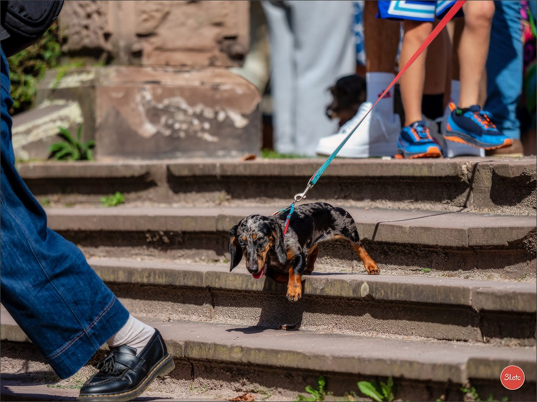 Teckels Parade Strasbourgeoise  Vous pouvez voir le galerie de photos. Photographe à Strasbourg | Portraits, Studio, Enfants, Événements