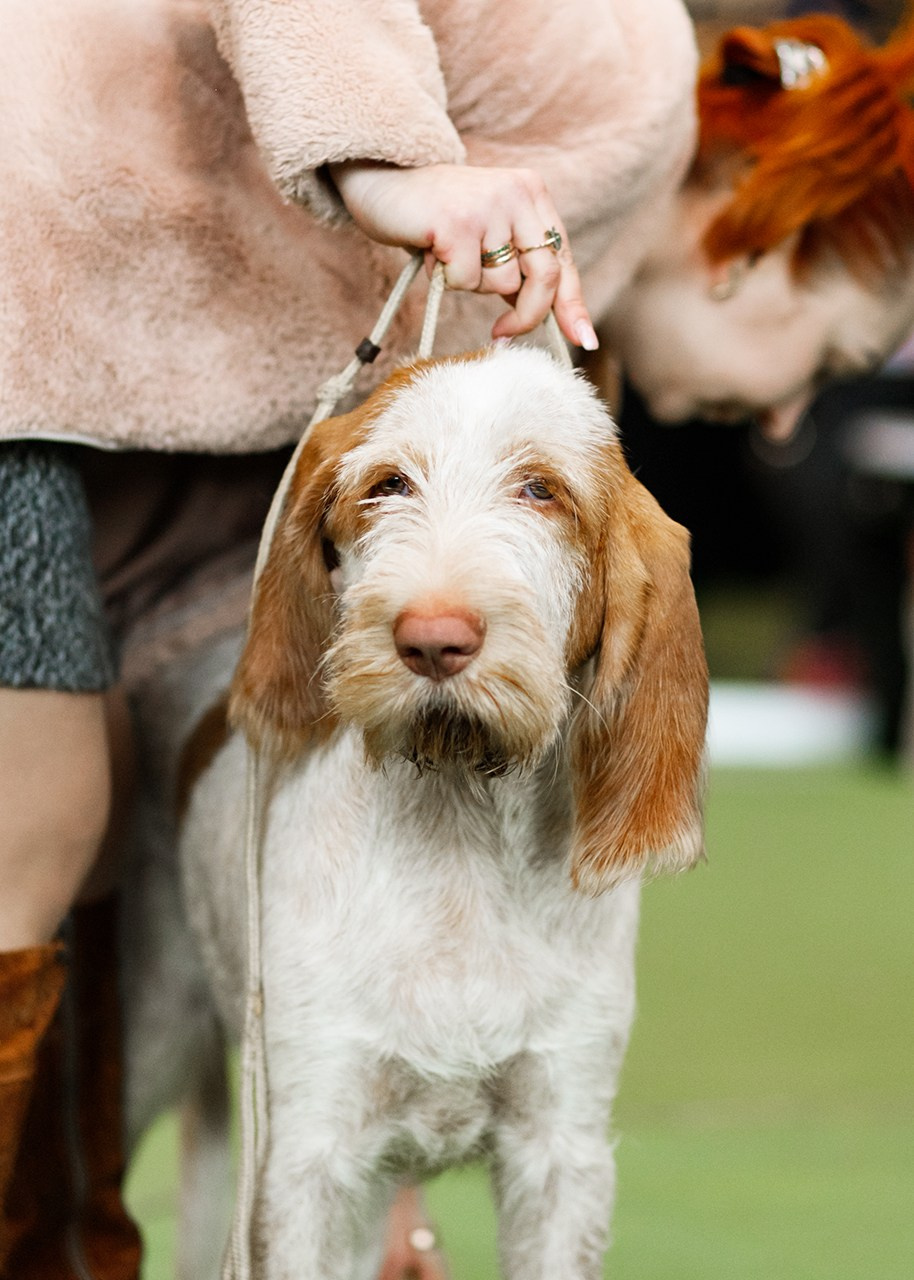 Grodno dog show. Kaja | fotograf we Wrocławiu | ludzie i psy