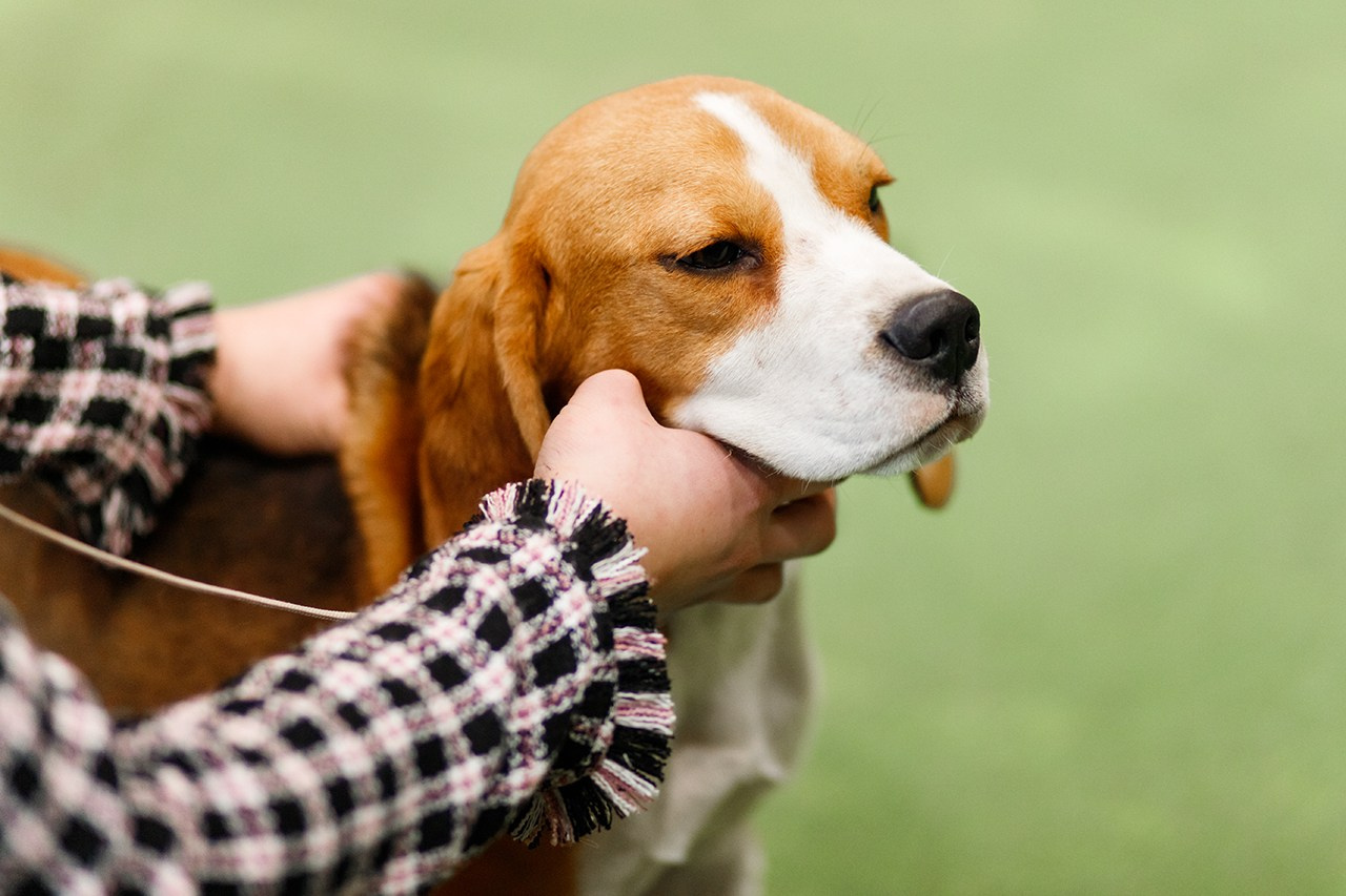 Grodno dog show. Kaja | fotograf we Wrocławiu | ludzie i psy