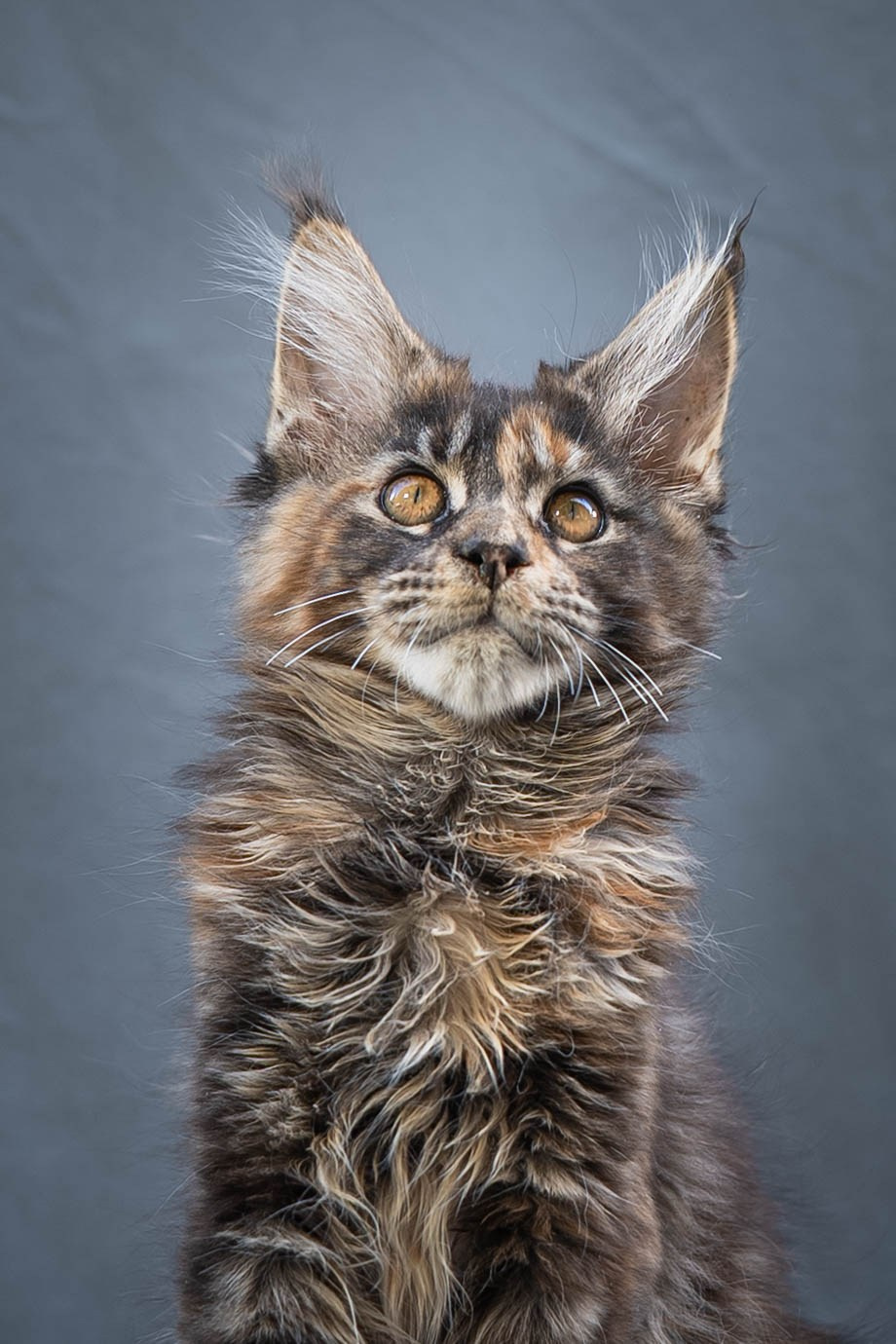 Senator Yara. Senator Cat — Maine Coon cattery