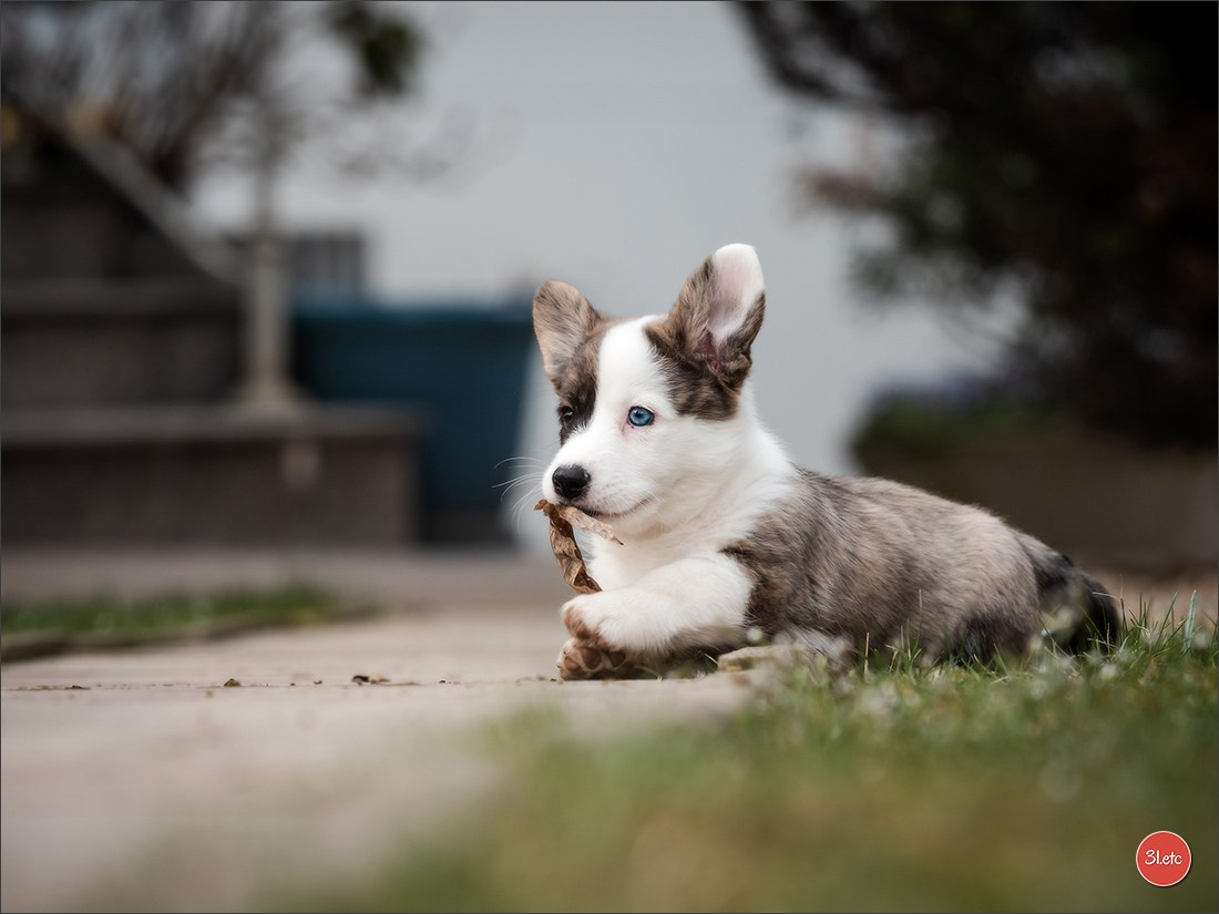 Photographie animalière. Photographe à Strasbourg | Portraits, Studio, Enfants, Événements