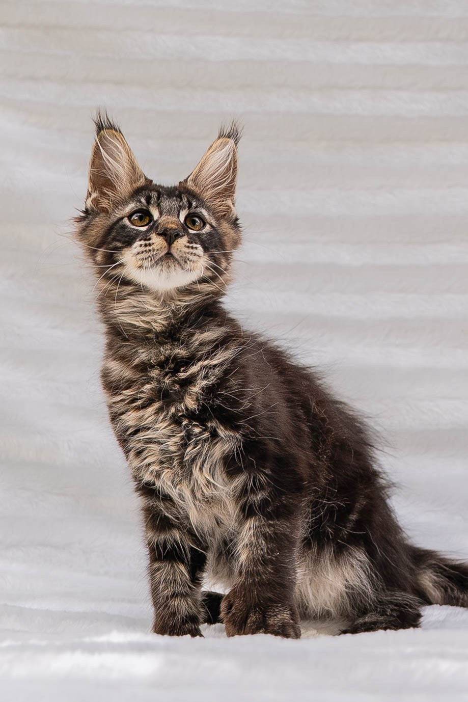 Senator Timber. Senator Cat — Maine Coon cattery