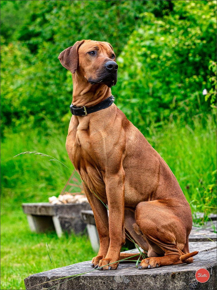 R.E. Rhodesian Ridgeback - Belleau (54) Expo canine Nancy  🇫🇷  24/05/2025. Photographe à Strasbourg | Portraits, Studio, Enfants, Événements